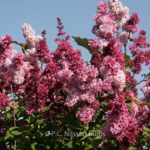 Syringa 'Bellicent'