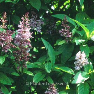 Syringa 'James McFarlane'