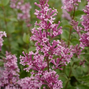 Syringa 'Josee'