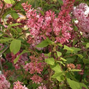 Syringa 'Miss Canada'