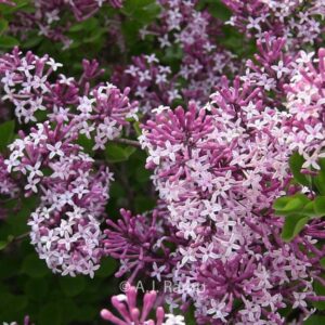 Syringa 'Red Pixie'