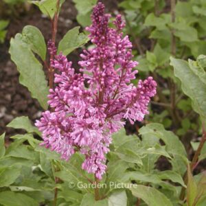 Syringa 'Royalty'