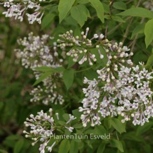 Syringa chinensis