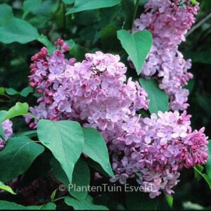 Syringa hyacinthiflora 'Esther Staley'