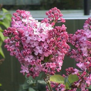 Syringa hyacinthiflora 'Maiden's Blush'