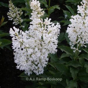 Syringa josikaea 'Holger'