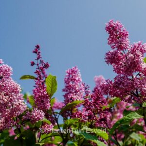 Syringa josikaea 'Red Holger'