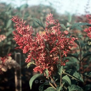 Syringa komarowii subsp. reflexa