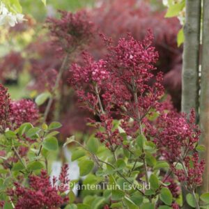 Syringa meyeri 'Bailbelle' (TINKERBELLE)