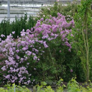 Syringa meyeri 'Palibin'