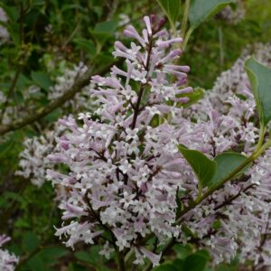 Syringa patula 'De Belder'