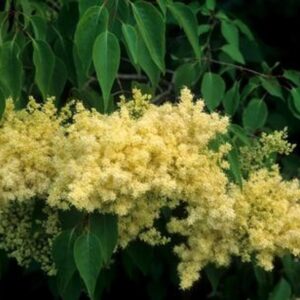 Syringa pekinensis 'Beijing Gold'
