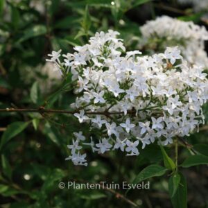 Syringa persica 'Alba'