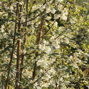 Syringa pinnatifolia