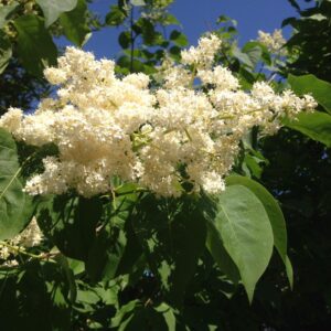 Syringa reticulata 'City of Toronto'