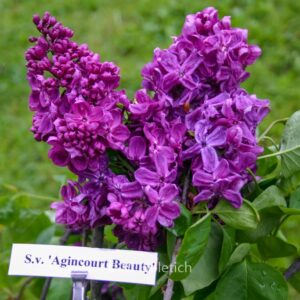 Syringa vulgaris 'Agincourt Beauty'