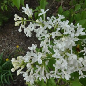 Syringa vulgaris 'Alba'