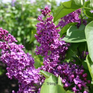 Syringa vulgaris 'Andenken an Ludwig Sp&auml;th'