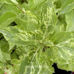 Syringa vulgaris 'Aucubifolia'