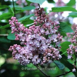 Syringa vulgaris 'Belle de Nancy'