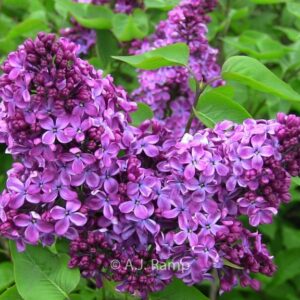Syringa vulgaris 'Congo'
