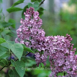 Syringa vulgaris 'Decaisne'