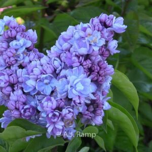 Syringa vulgaris 'Drifting Dream'