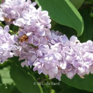 Syringa vulgaris 'Emile Lemoine'