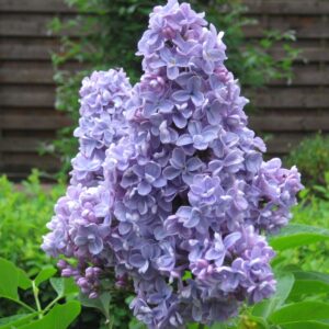 Syringa vulgaris 'Evert de Gier' (CARPE DIEM)