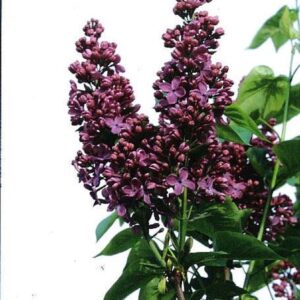 Syringa vulgaris 'G.J. Baardse'