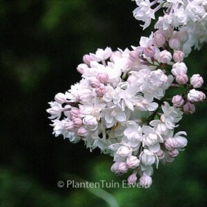 Syringa vulgaris 'Krasavitca Moskvy' (BEAUTY OF MOSCOW)