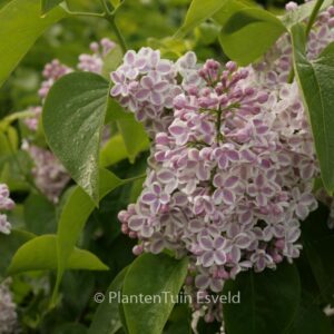 Syringa vulgaris 'Lila Wonder'