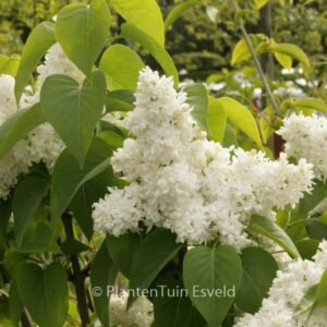 Syringa vulgaris 'Mme Lemoine'