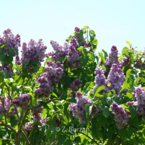 Syringa vulgaris 'Nadezha' (HOPE)