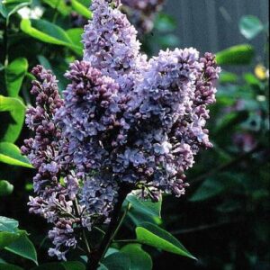 Syringa vulgaris 'Olivier de Serres'