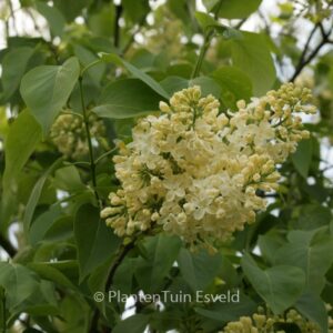 Syringa vulgaris 'Primrose'