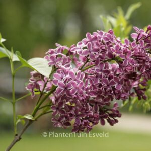 Syringa vulgaris 'Sensation'