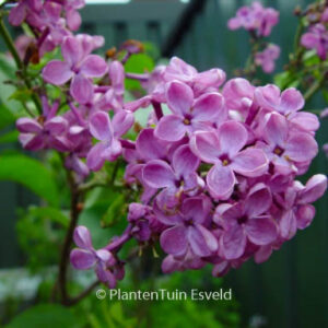 Syringa vulgaris 'Uncle Tom'