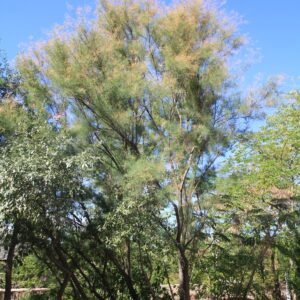 Tamarix parviflora