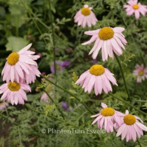 Tanacetum 'Eileen May Robinson'