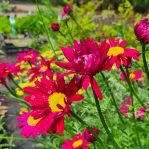 Tanacetum 'Robinson's Red'