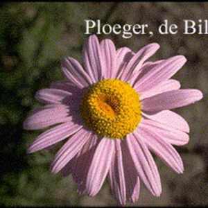 Tanacetum 'Robinson's Rose'