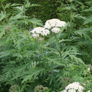 Tanacetum macrophyllum