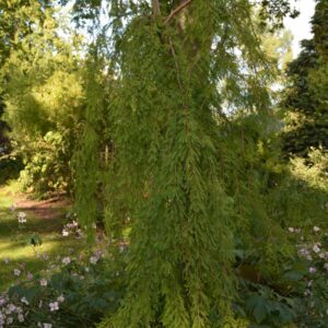Taxodium distichum 'Pendens'