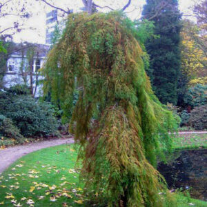 Taxodium distichum 'Pendulum Novum'