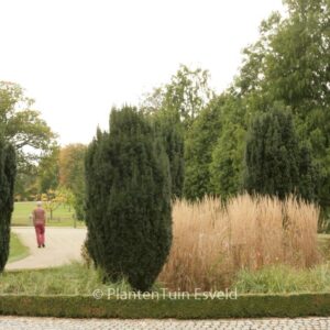 Taxus baccata 'Fastigiata'