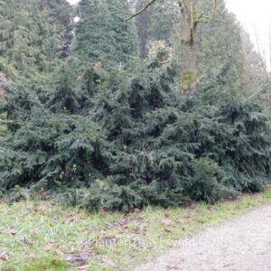 Taxus baccata 'Repandens'
