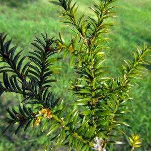Taxus canadensis