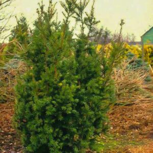 Taxus media 'Hicksii'