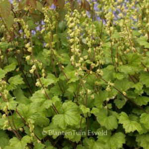 Tellima grandiflora 'Rubra'